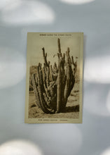 Load image into Gallery viewer, Vintage Postcard - Cactus
