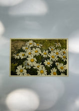 Load image into Gallery viewer, Vintage Postcard - Swiss Alps Flowers
